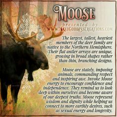 A large bull moose stands in an autumnal field at the edge of a forest. The trees have started changing color for the fall. The text outlines some trivia about moose, their symbolism, and ways you can use their energy in your magickal practice. Presented by Inked Goddess Creations. Animal Symbols, Animal Signs, Moose Deer, Deer Species, Spiritual Animal