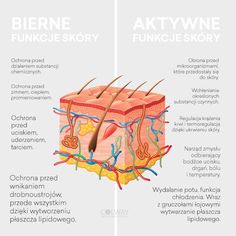 the anatomy of an animal's skin and its structures, including it's layers