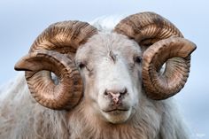 a ram with large horns is looking at the camera