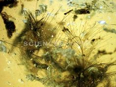 seaweed on the bottom of a brown table