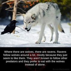 a wolf and a crow in the snow