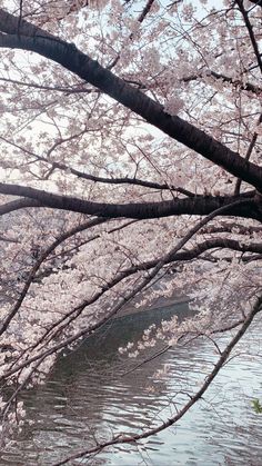 the trees are blooming along the water and in front of it is a bench