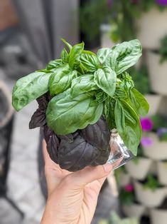 a person holding up a bunch of green leaves in front of some potted plants