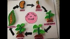 the life cycle of a plant made out of felt