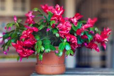 a potted plant with red flowers in it