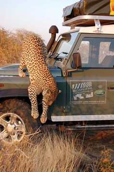 a leopard climbing up the side of a vehicle