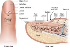 an image of a finger with different parts labeled