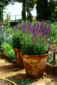 purple flowers are growing in large pots on the ground