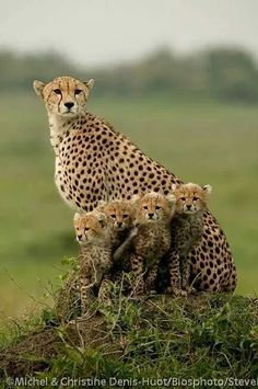 a mother cheetah and her three cubs on the savannah, looking at the camera