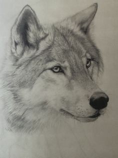 a pencil drawing of a wolf's head