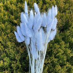 some white feathers are sticking out of the ground