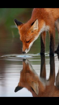 a fox drinking water from a pond with it's reflection in the wet surface