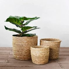 three planters sitting on top of a wooden table