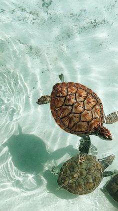 two sea turtles swimming in the ocean together