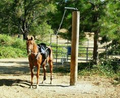 a brown horse standing next to a wooden pole on top of a dirt field with trees in the background