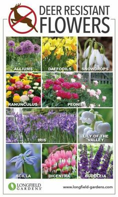 the front cover of a garden catalog with flowers in different colors and names on it