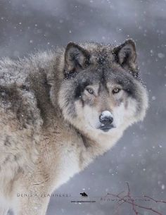 a gray wolf standing in the snow with his head turned to the side and eyes open