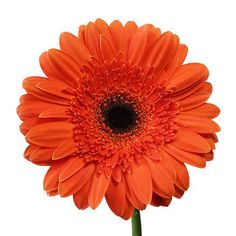 Melon Orange Gerbera Flowers Dark Orange Wedding, Dark Orange Flowers, Orange Gerber Daisy, Orange Gerbera, Orange Wedding Flowers, Sunflowers And Daisies, Flowers For Wedding, Gerbera Daisies