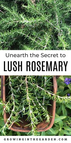 lush rosemary plant with text overlay that reads, beneath the secret to lush rosemary