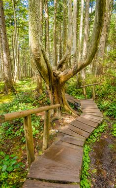 a wooden path in the woods leading to a tree