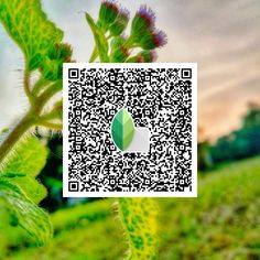 a close up of a plant with a qr code on it's screen