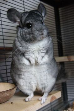 a gray and white hamster sitting on top of a wooden shelf