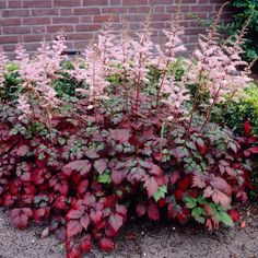 red and green plants in front of a brick wall