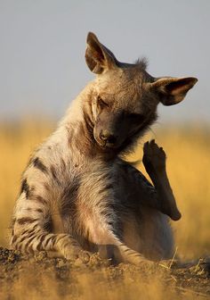 a baby hyena sitting on its back in the grass with it's front paws up