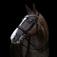 a brown and white horse with bridle on it's head in the dark