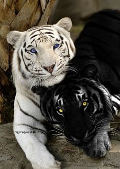 two white and black tigers standing next to each other