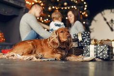 a dog laying on the floor next to presents and a family sitting in front of a christmas tree