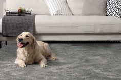 a dog laying on the floor in front of a couch