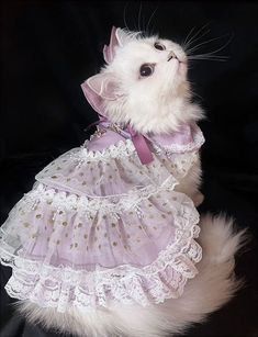 a white cat wearing a purple dress with gold dots