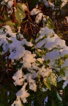 snow is on the branches of a tree