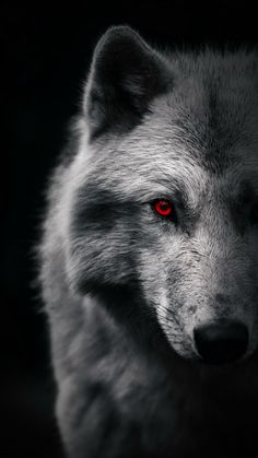 a wolf with red eyes is shown in this black and white photo, it appears to be looking at the camera