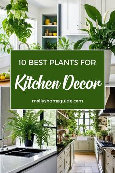 the top 10 best plants for kitchen decor