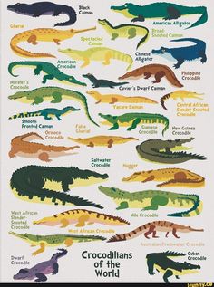 the crocodiles of the world are all different colors and sizes, but there is no image to describe