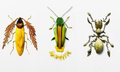 four different types of bugs and other insects on a white background with the words, the observer