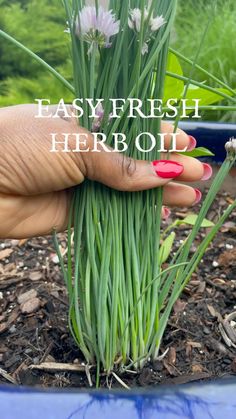 a hand holding up some green grass in a flower pot with the words easy fresh herb oil on it