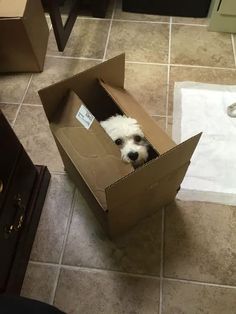 a small white dog sitting in a cardboard box on the floor with its head sticking out