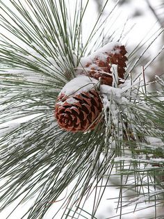 a pine cone sitting on top of a tree branch covered in snow