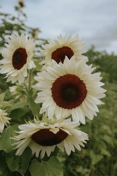 three sunflowers are in the middle of a field