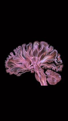 an image of the brain in pink and purple colors on a black background with space for text