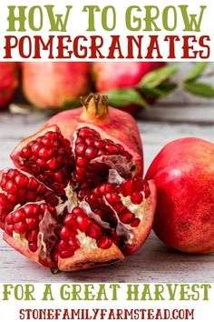 pomegranates with the title how to grow pomegranates for a great harvest