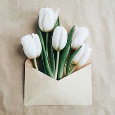 some white tulips are in an envelope