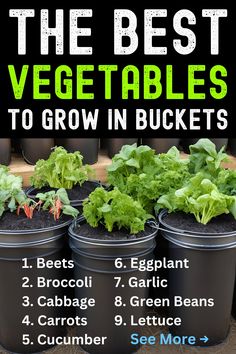 The Best Vegetables to Grow in Buckets Growing Vegetables For Beginners, Vegetables You Can Grow In Pots, Backyard Gardening Vegetable, Garden In Buckets, Growing Vegetables In Pots For Beginners, Easy Vegetable To Grow For Beginners, Vegetables To Grow Together, Cheap Containers For Gardening, Vegetable Garden In Pots