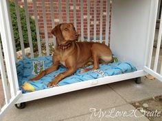 a brown dog laying on top of a blue blanket in a white pet pen with brick wall behind it