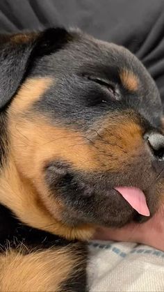 a close up of a dog laying on a person's lap with its tongue hanging out