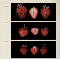 four different images of strawberries on a black background