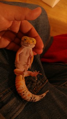 a small gecko is sitting on someone's jeans and holding it in his hand